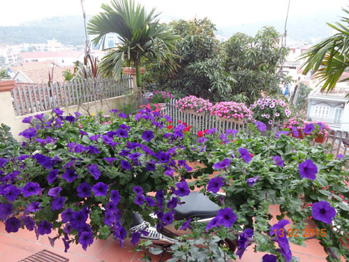 Để có được những giống dạ yến thảo khác nhau, chị hay mua ở một số nhà vườn và các cửa hàng hoa trong vùng. Ảnh: Eva.