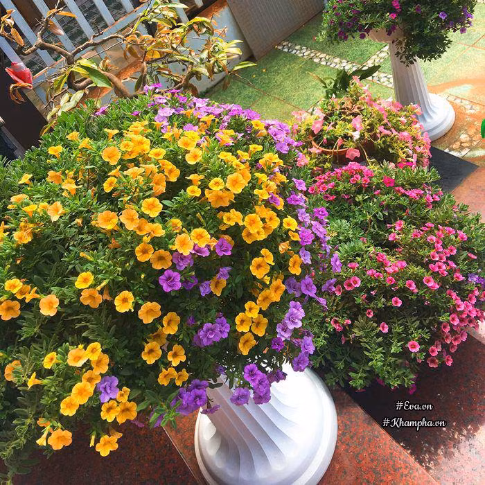 Và giờ là cả ngôi nhà phủ kín hoa dạ yến thảo. Ảnh: Khám phá.