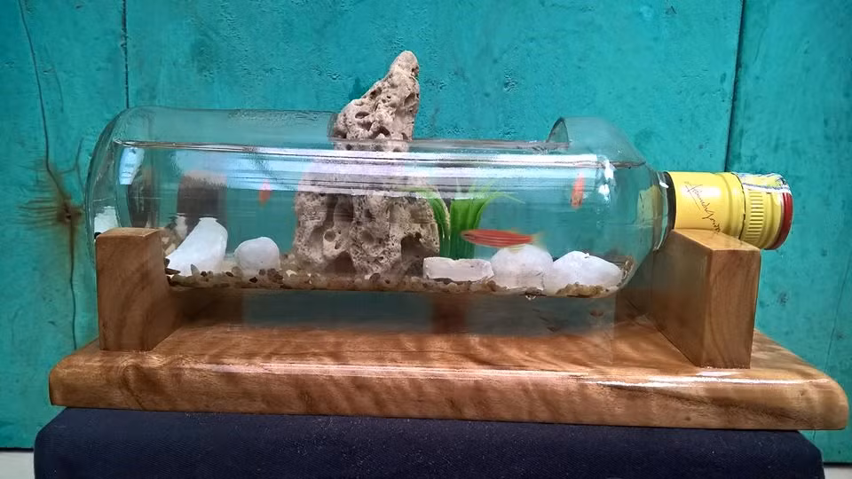 Loại bể cá cảnh mini siêu độc, siêu lạ này có xuất xứ ở Hải Dương.