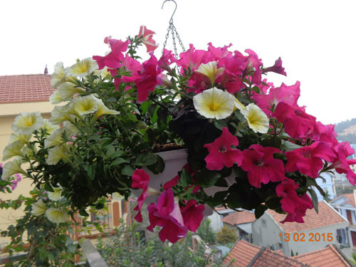 Những giò hoa vừa đẹp, vừa thơm khiến khách đến nhà bị hút hồn ngay từ lần đầu. Ảnh: Eva.