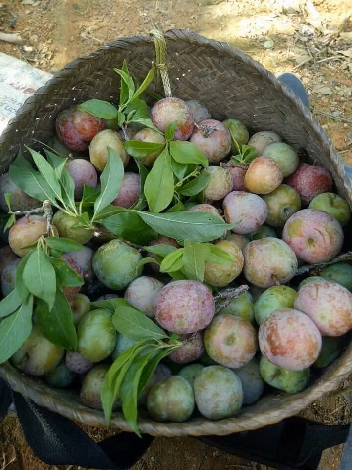 Mận đầu mùa thu hút khá đông người mua... Ảnh: FB Huyền Mít.