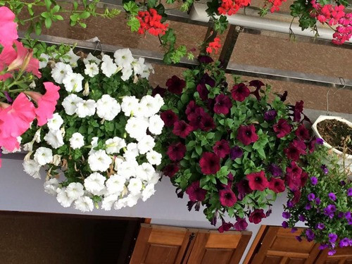 Những giỏ hoa dạ yến thảo được treo trước lan can tầng 2... Ảnh: Dân Việt.