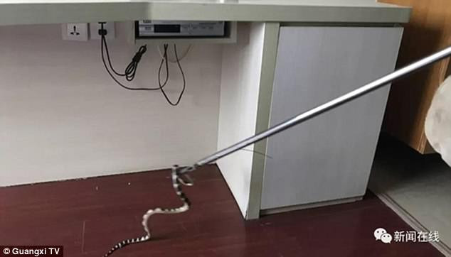 Trung Quoc: Ngu o khach san, bi ran cuc doc chui vao quan can-Hinh-2