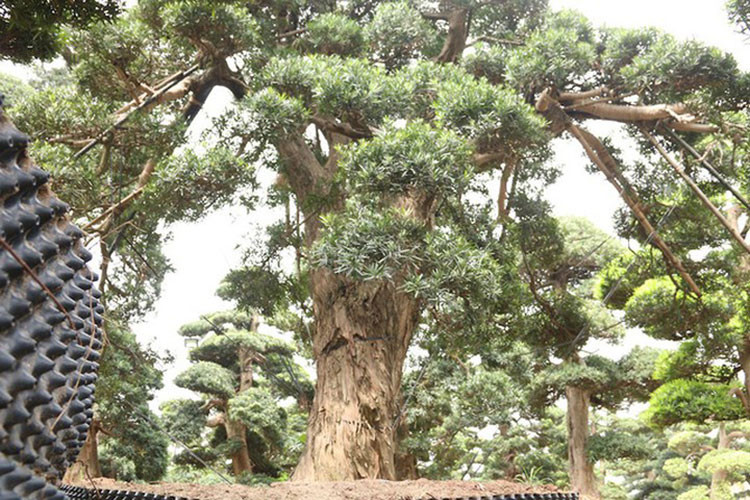 Nổi bật trong số đó là cây tùng la hán cổ thụ có tuổi đời vào khoảng 600 năm, của một dòng họ nổi tiếng ở vùng Chiba Nhật Bản. Cây cao khoảng 5m, đường kính gốc là 80cm, có dáng thế tự nhiên. (Ảnh: Dân trí)