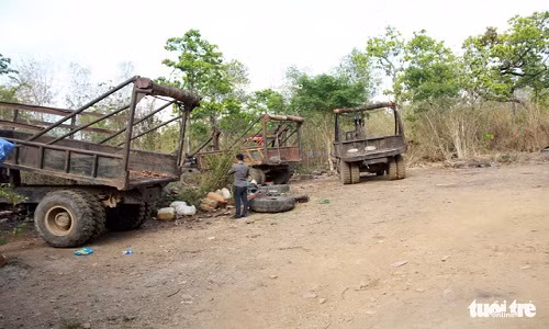 Bãi tập kết gỗ của Phượng "râu" sát đồn biên phòng Bo Heng có nhiều xe reo dùng để kéo gỗ từ rừng ra - Ảnh: TRUNG TÂN