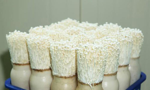 Chúc các bạn thành công và có những món ăn thật ngon với nấm kim châm sạch tự trồng!