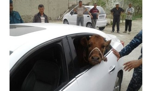 Bó tay lái xế sang đi... trộm bò Bo tay lai xe sang di... trom bo