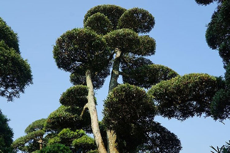 Những cây tùng la hán được sưu tầm về từ Nhật Bản, trải qua quá trình vận chuyển dài ngày trên biển, sau khi về Việt Nam được trồng bồn đất lớn và được các nghệ nhân cây cảnh trực tiếp chăm sóc, cắt tỉa. (Ảnh: CAND)