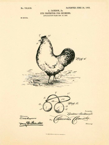 Người xưa phát minh cặp kính đặc biệt dành cho gà nhằm bảo vệ chúng trước hành động mổ mắt của những con gà hung hăng.