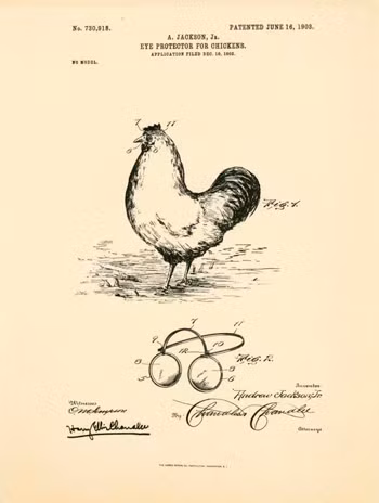 Người xưa phát minh cặp kính đặc biệt dành cho gà nhằm bảo vệ chúng trước hành động mổ mắt của những con gà hung hăng.