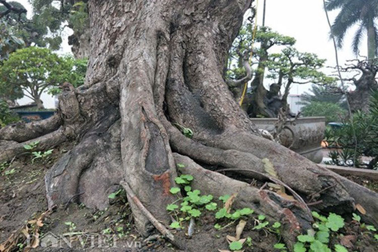 Cây me hơn 100 tuổi có dáng trực, trên thân cây có nhiều u sần, khúc khuỷu. Nhiều dân chơi cây tỏ ra rất thích thú và khen đẹp. (Ảnh: Danviet)