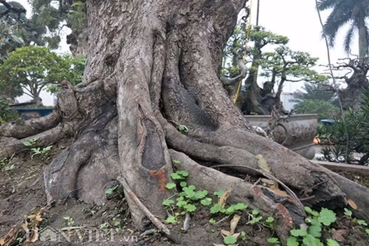 Cây me hơn 100 tuổi có dáng trực, trên thân cây có nhiều u sần, khúc khuỷu. Nhiều dân chơi cây tỏ ra rất thích thú và khen đẹp. (Ảnh: Danviet)