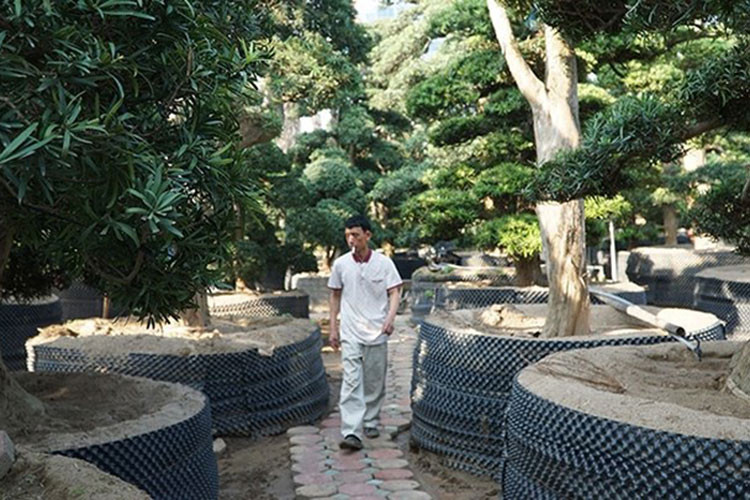 Cũng chính vì tốc độ sinh trưởng chậm nên giá của một cây tùng la hán Nhật Bản không hề rẻ, có cây trị giá cả tỷ đồng. (Ảnh: CAND)