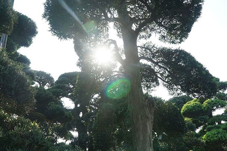 Hàng trăm cây tùng la hán cổ thụ Nhật Bản được sưu tập về trồng tại một khu đất ngay tại đường Võ Chí Công, quận Tây Hồ, Hà Nội. (Ảnh: CAND)