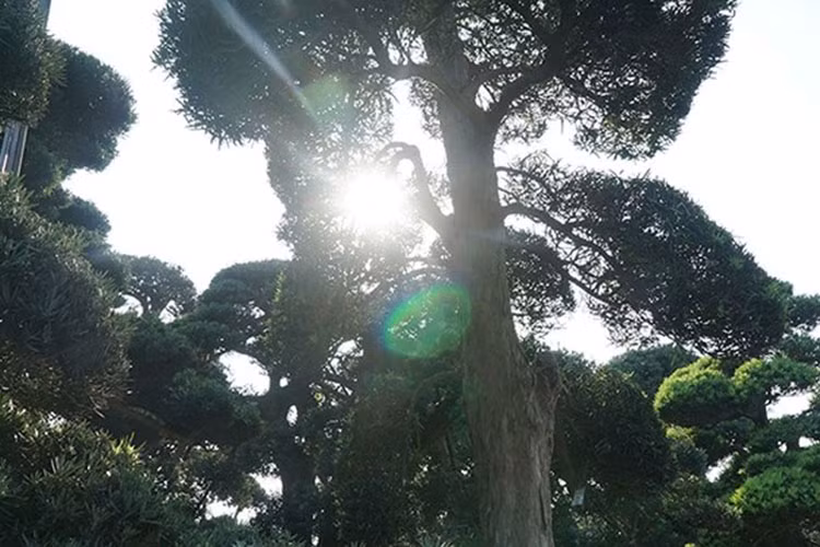 Hàng trăm cây tùng la hán cổ thụ Nhật Bản được sưu tập về trồng tại một khu đất ngay tại đường Võ Chí Công, quận Tây Hồ, Hà Nội. (Ảnh: CAND)