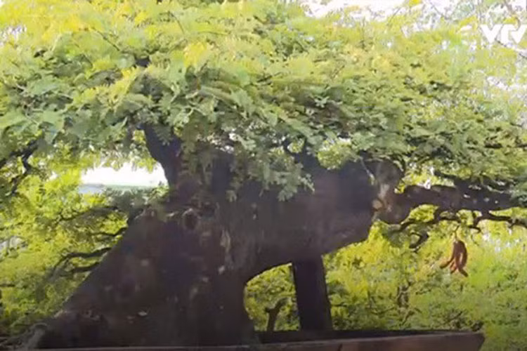 Cây me bonsai cổ thụ gần 100 tuổi của nghệ nhân Quốc Nam (xã Tân Kiên, huyện Cần Giuộc, tỉnh Long An) hiện là cây độc đáo, dáng bonsai siêu phong hiếm có, tuổi thọ cao, vừa có hoa vừa có quả. (Ảnh: VTV)