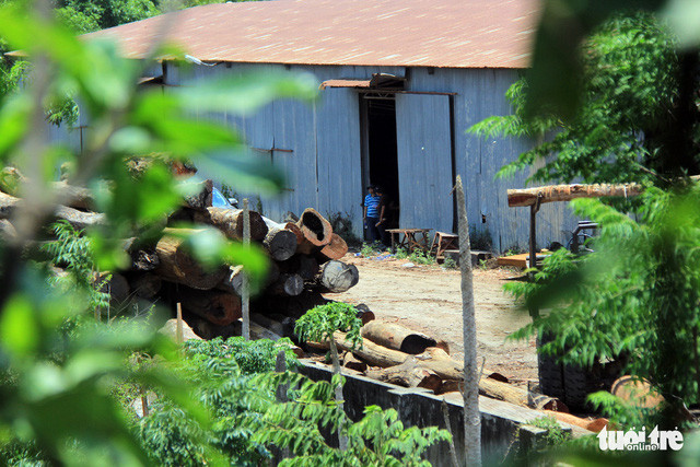 Một bãi gỗ khác của Phượng "râu" tại huyện Cư Jut đang được Bộ công an kiểm kê, phân loại - Ảnh: TRUNG TÂN