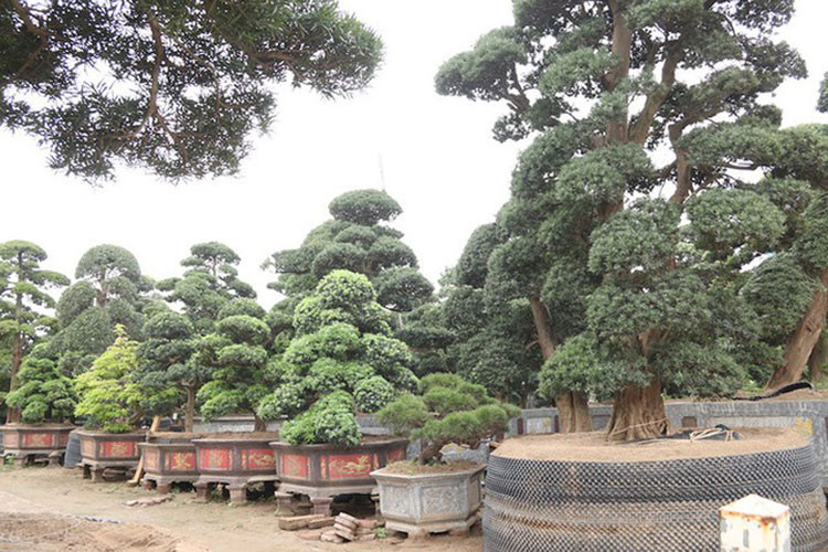 Đây được xem là vườn tùng lớn và giá trị nhất Việt Nam hiện nay. Ảnh: Dân trí)