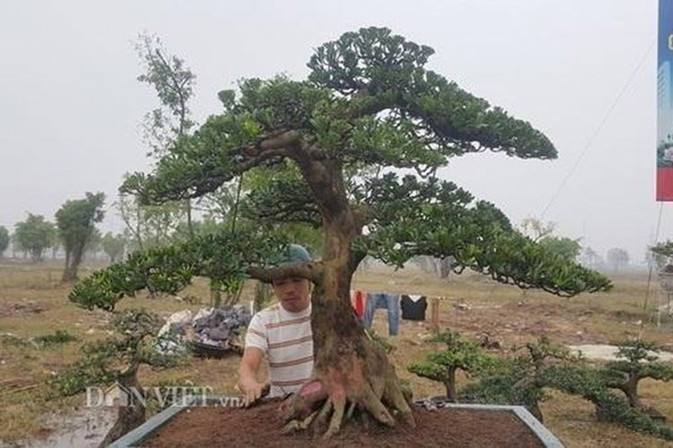 Nhiều "đại gia" trong giới cây trả giá trên 300 triệu đồng, song chủ nhân vẫn chưa muốn bán. (Ảnh: Dân Việt)