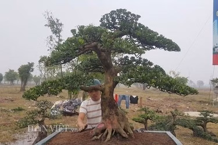 Nhiều "đại gia" trong giới cây trả giá trên 300 triệu đồng, song chủ nhân vẫn chưa muốn bán. (Ảnh: Dân Việt)