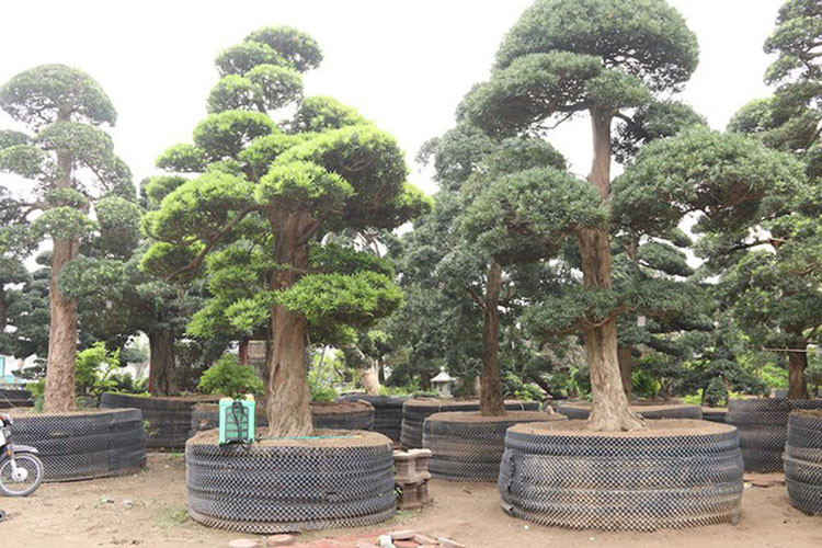 Đa phần các cây trong vườn có tuổi đời từ 80 – 600 năm. (Ảnh: Dân trí)