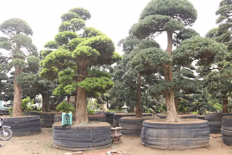 Đa phần các cây trong vườn có tuổi đời từ 80 – 600 năm. (Ảnh: Dân trí)