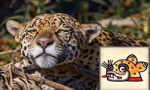 Báo đốm được xem là biểu tượng của các chiến binh tinh nhuệ người Aztec. Sở dĩ người Aztec chọn hình ảnh báo đốm đại diện cho tầng lớp chiến binh thiện chiến vì loài động vật này rất khỏe và dũng mãnh.