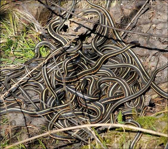 Đặc biệt, nếu người nào giết chết một con mèo dù vô ý hay cố tình thì đều phải đối mặt với sự giận dữ của dân chúng. Người này sẽ nhận lấy kết cục bi thảm là bị ném xuống một hố đầy rắn độc.