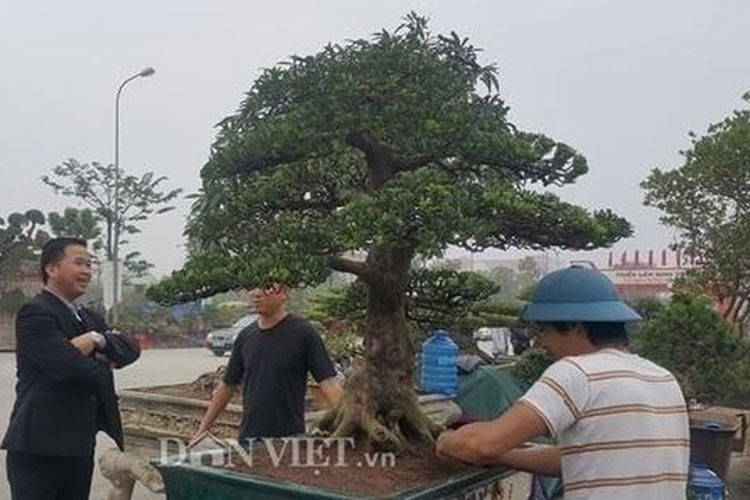 Đây là cây tùng la hán trên dưới 100 tuổi ở Ninh Giang, Hải Dương. (Ảnh: Dân trí)(Ảnh: Dân Việt)