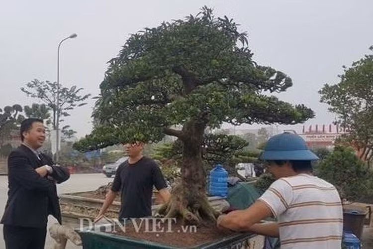 Đây là cây tùng la hán trên dưới 100 tuổi ở Ninh Giang, Hải Dương. (Ảnh: Dân trí)(Ảnh: Dân Việt)