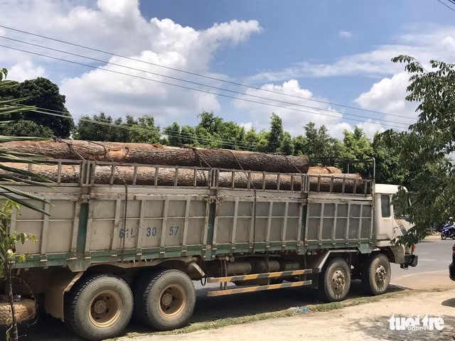 Một trong hai xe gỗ của Phượng "râu" bị Bộ Công an bắt giữ - Ảnh: TRUNG TÂN