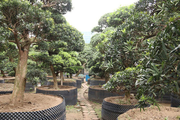 Được biết, hàng năm dòng họ Nhật từng sở hữu cây tùng quý này vẫn sang thăm và đưa nghệ nhân sang cắt tỉa, uốn thế. (Ảnh: Dân trí)