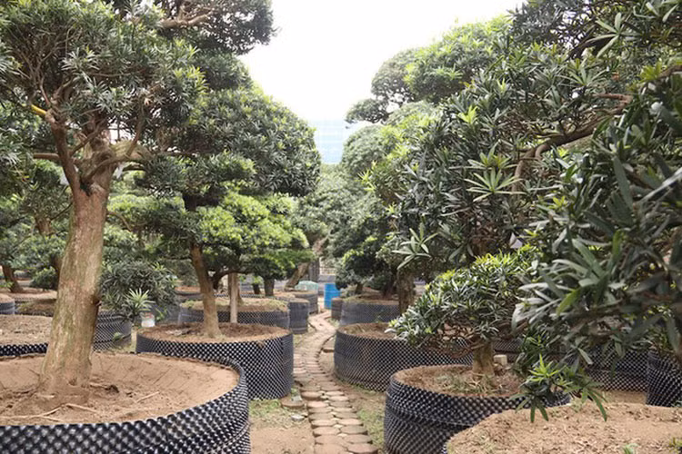 Được biết, hàng năm dòng họ Nhật từng sở hữu cây tùng quý này vẫn sang thăm và đưa nghệ nhân sang cắt tỉa, uốn thế. (Ảnh: Dân trí)