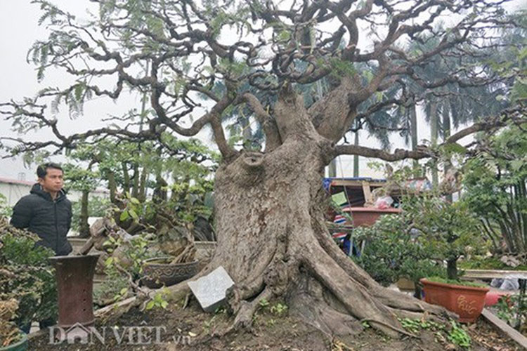 Còn cây me này của một chủ vườn ở Đồng Nai đang thu hút nhiều khách tới tham quan và hỏi mua. (Ảnh: Danviet)