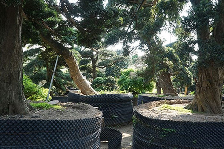 Những cây tùng la hán Nhật Bản được xem là giống cây cảnh của giới thượng lưu bởi chúng sinh trưởng rất chậm và khó kiếm. (Ảnh: CAND)