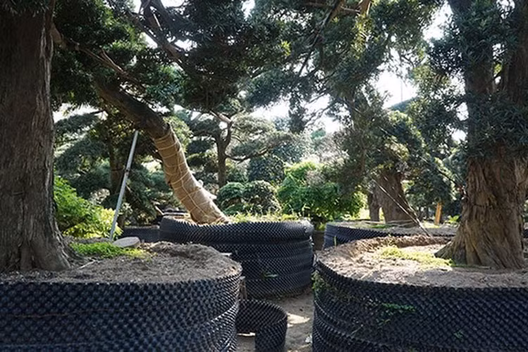 Những cây tùng la hán Nhật Bản được xem là giống cây cảnh của giới thượng lưu bởi chúng sinh trưởng rất chậm và khó kiếm. (Ảnh: CAND)