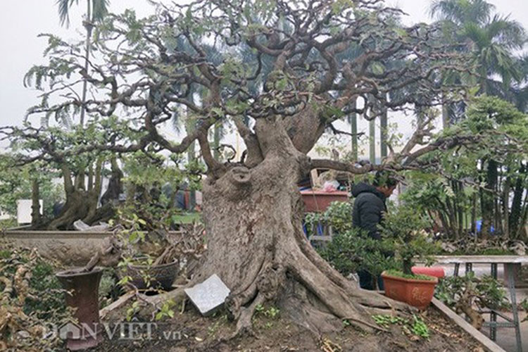 Cây cao trên dưới 2m và đang được chủ vườn phát giá 175 triệu đồng. (Ảnh: Danviet)