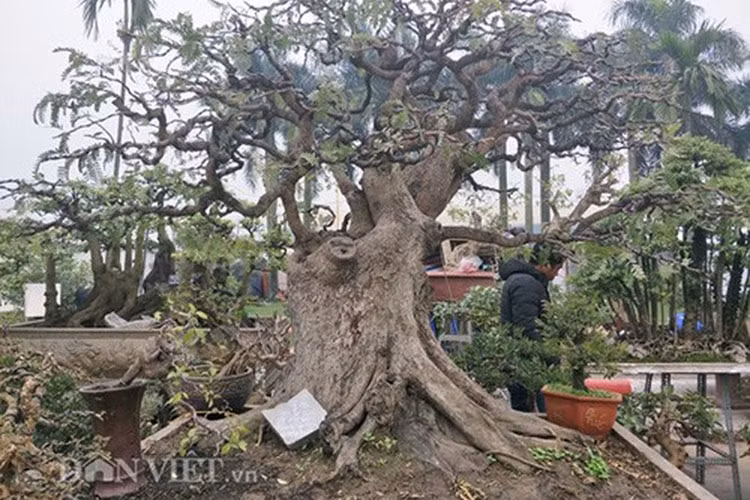 Cây cao trên dưới 2m và đang được chủ vườn phát giá 175 triệu đồng. (Ảnh: Danviet)