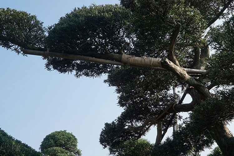 Để mua được một cây tùng la hán ưng ý có khi phải thương lượng hàng tháng thậm chí vài năm người chủ Nhật Bản mới bán, ngoài ra còn phải cạnh tranh với rất nhiều người mua khác. (Ảnh: CAND)