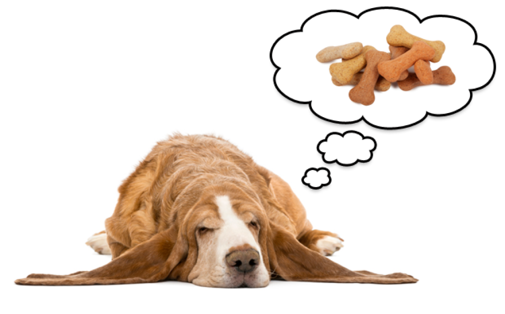 Không chỉ con người, hầu hết động vật có vú cũng nằm mơ.