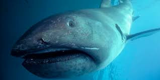 Người ta sẽ cắt thịt cá mập ra và phơi khô trong 4 tháng trước khi đem thưởng thức. Người Viking chế biến món ăn trên như vậy vì tin rằng, những bước chế biến trên sẽ giúp loại bỏ các chất độc.