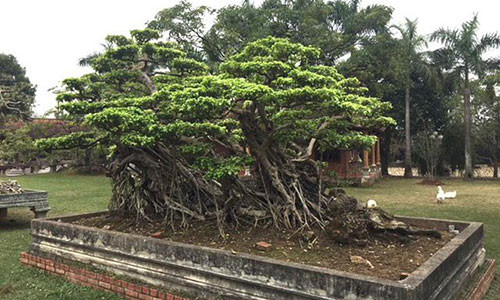 Một cây cảnh có thế đẹp hiếm có trong khuôn viên khu du lịch.