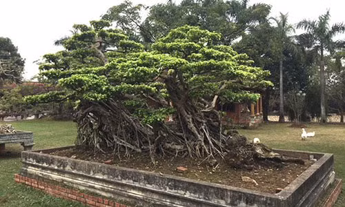 Một cây cảnh có thế đẹp hiếm có trong khuôn viên khu du lịch.