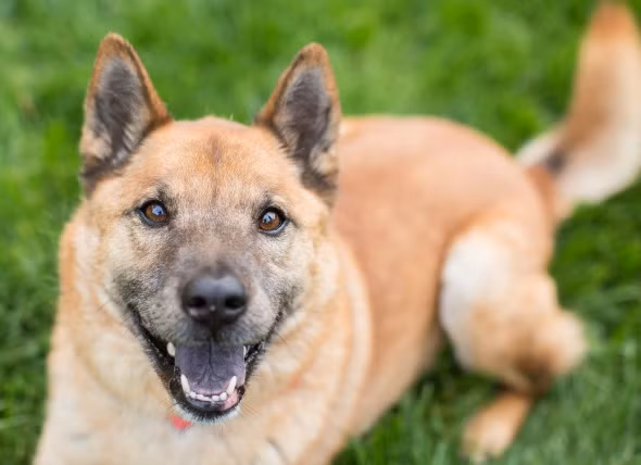 Vị vua này còn ra lệnh giết tất cả các con chó bởi tiếng sủa của chúng làm ông khó chịu.