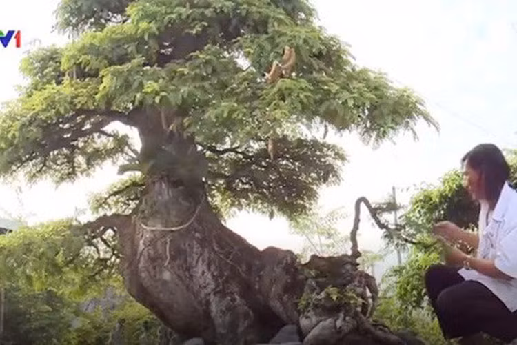 Cây me bonsai cổ thụ này được chăm sóc cầu kỳ, công phu nên được định giá 1 tỷ đồng. (Ảnh: VTV)