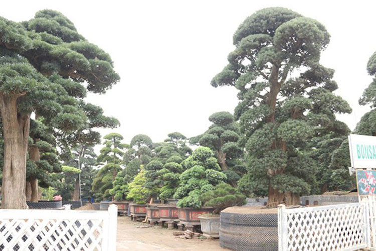 Mỗi cây tùng la hán Nhật Bản có đường kính khá lớn từ 30-80cm, cao từ 4-6m. (Ảnh: Dân trí)