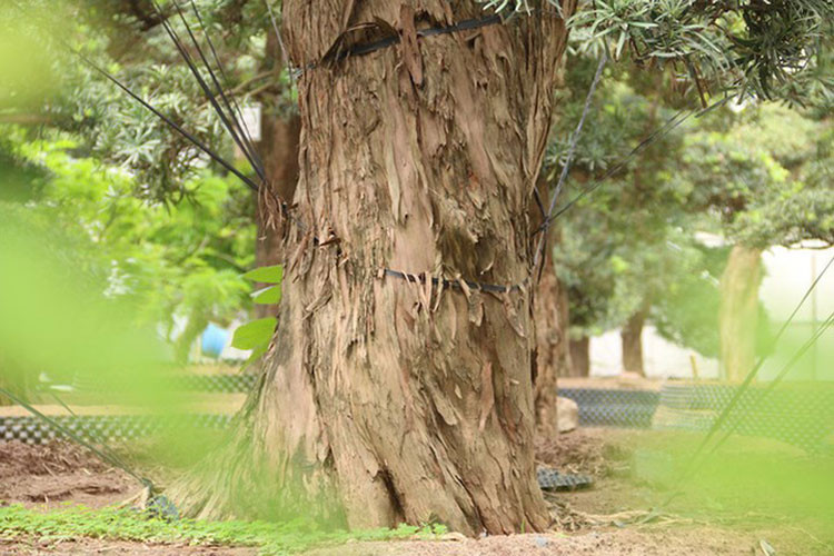 Đây là một trong những cây tùng cổ có tuổi đời lâu năm hiếm hoi ở Nhật Bản. (Ảnh: Dân trí)