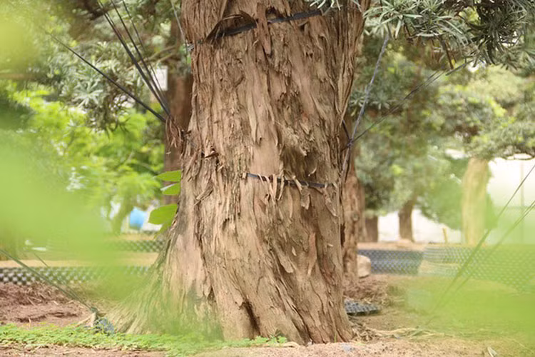 Đây là một trong những cây tùng cổ có tuổi đời lâu năm hiếm hoi ở Nhật Bản. (Ảnh: Dân trí)