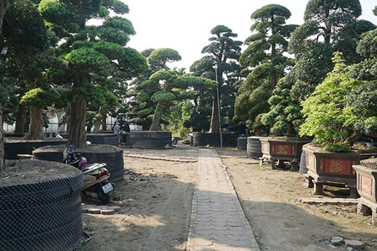 Đây là vườn tùng cổ thụ độc nhất vô nhị tại Hà Nội. (Ảnh: CAND)