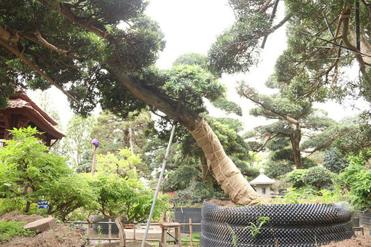 Tùng la hán là loài cây quý, tượng trưng cho vẻ đẹp, khí phách của người quân tử. (Ảnh: Dân trí)